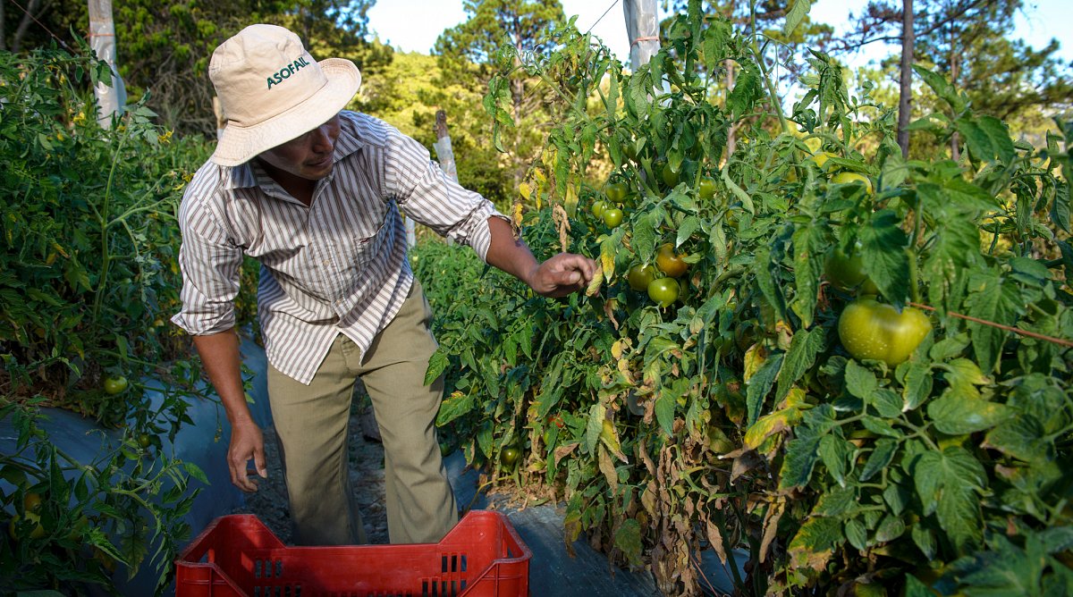 Cosme in seinem Tomatenfeld in Honduras