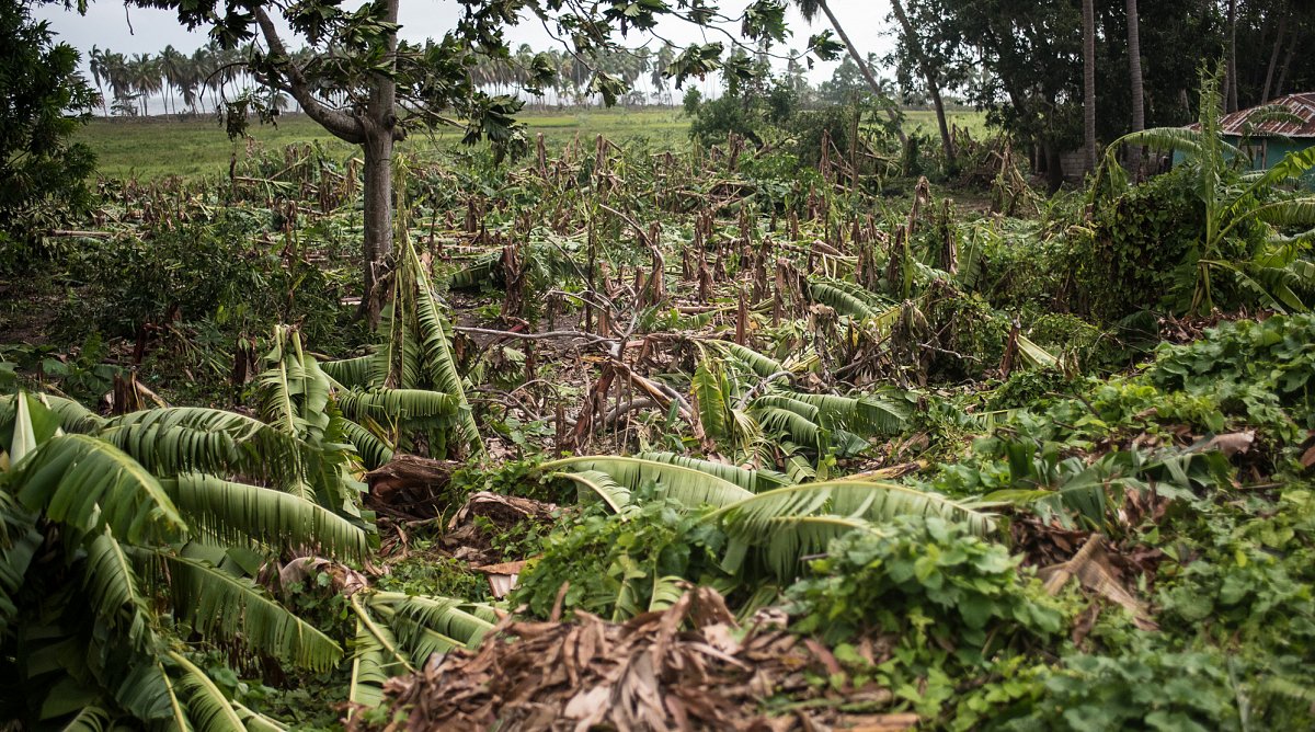 zerstörte Bananen-Plantagen in Haiti nach Hurrikan Matthew