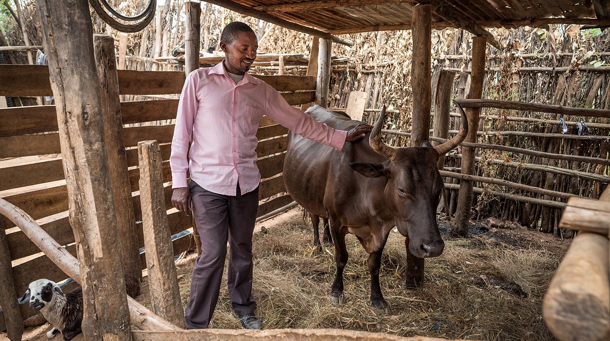 Bauernhof mit Kuh in Ruanda
