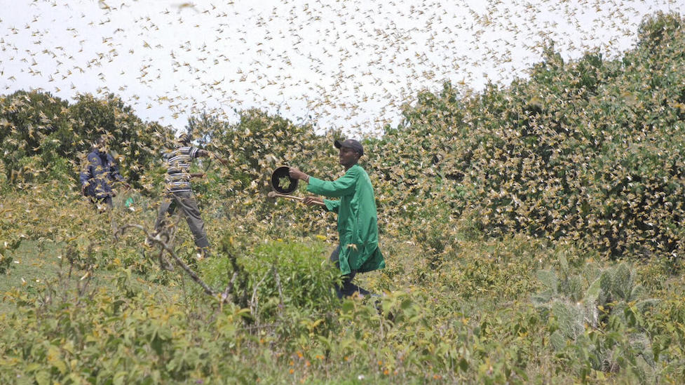Tausende Heuschrecken in Kenia auf einem Feld mit Bauern.