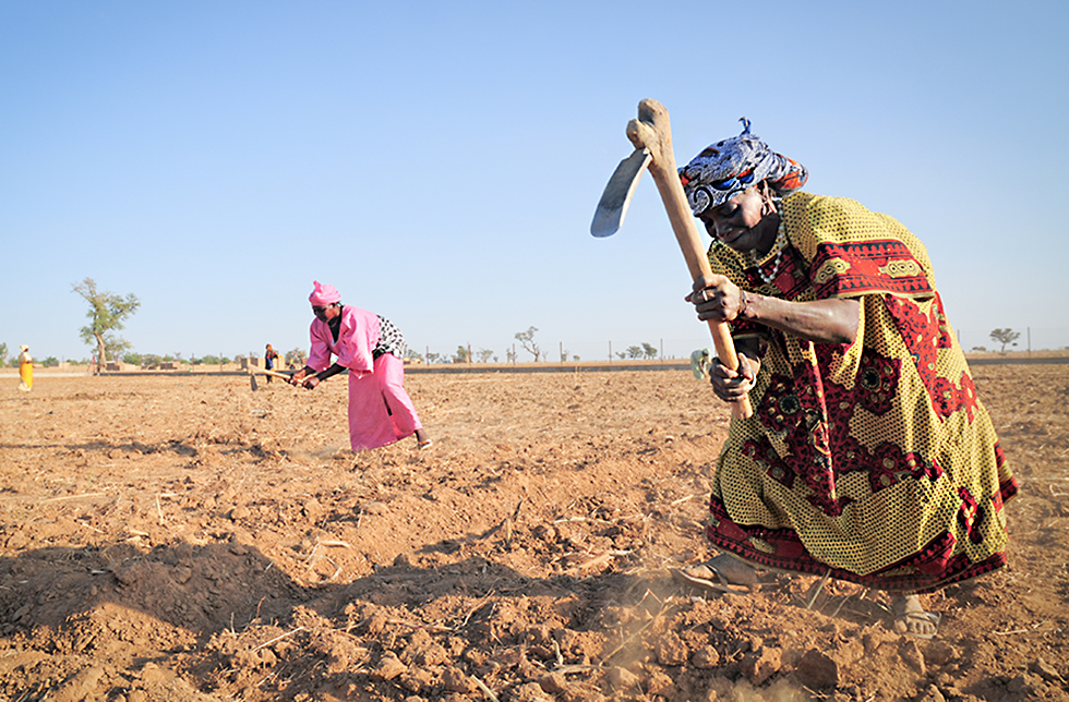 Frauen beim bearbeiten des Feldes  in Neguela, Mali