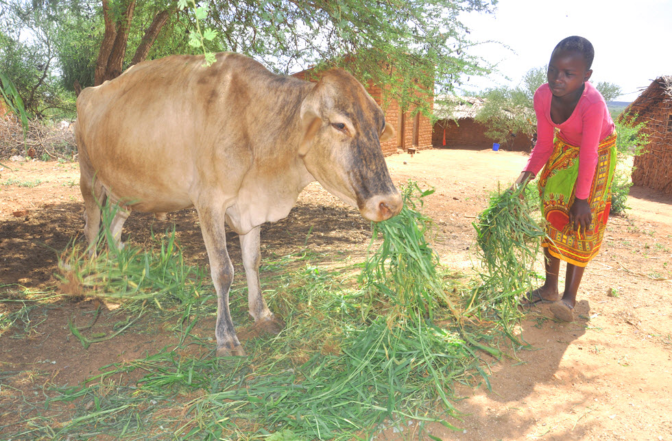 Ein Mädchen beim Füttern seiner Kuh in Ruvu Muungano, Tansania - World Vision Schweiz
