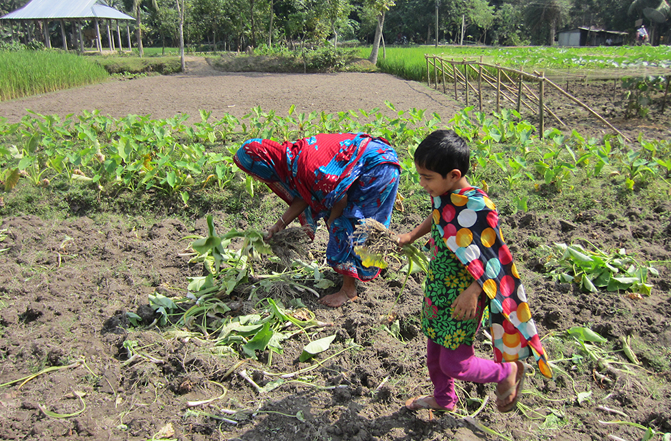 Familie in Muktagacha, Bangladesch bei der Ernte auf dem Feld