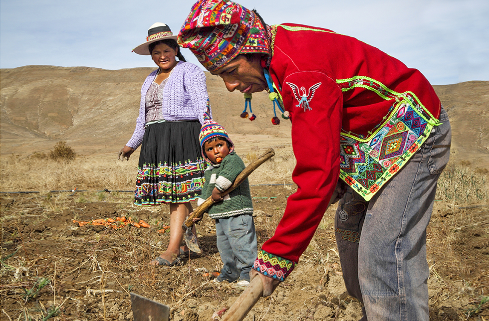Eine Familie in Layme Puraca, Bolivien bei der Arbeit auf dem Feld
