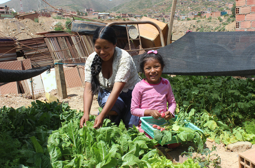 Eine Mutter und ihre Tochter ernten Salat im eigenen Garten 