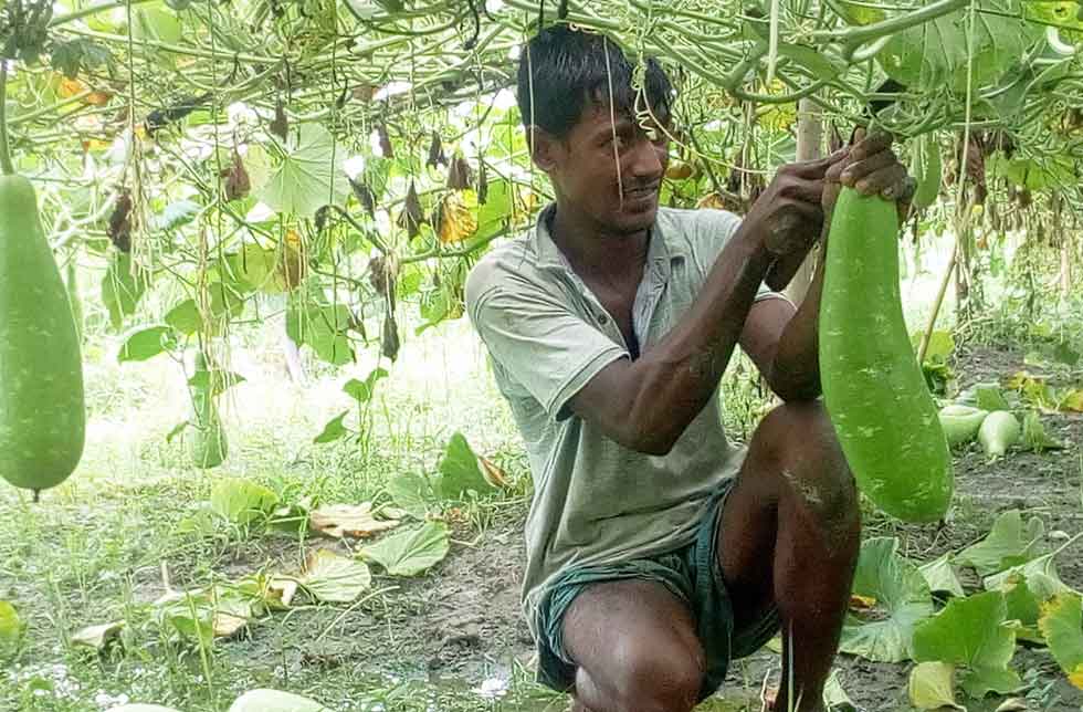 Bangladesch: Ein Mann erntet in einem üppigen grünen Gemüsegarten eine kürbisartige Frucht.