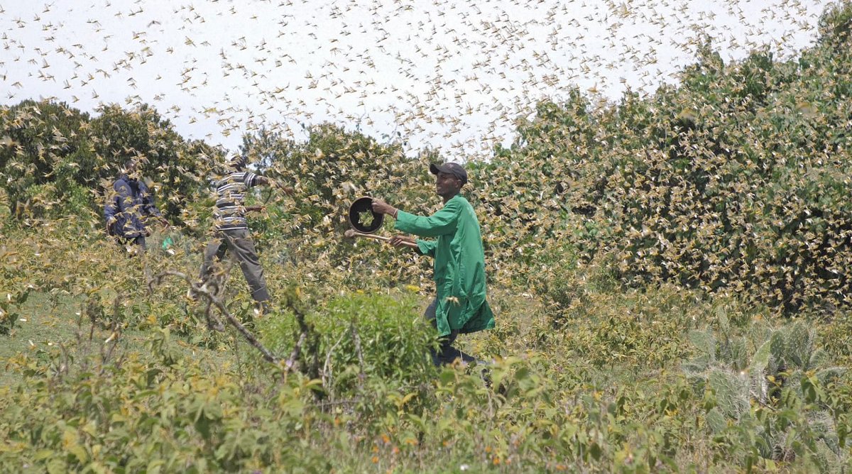 Kenia: Schwärme von Heuschrecken essen die Weiden und Felder der Bauern leer.