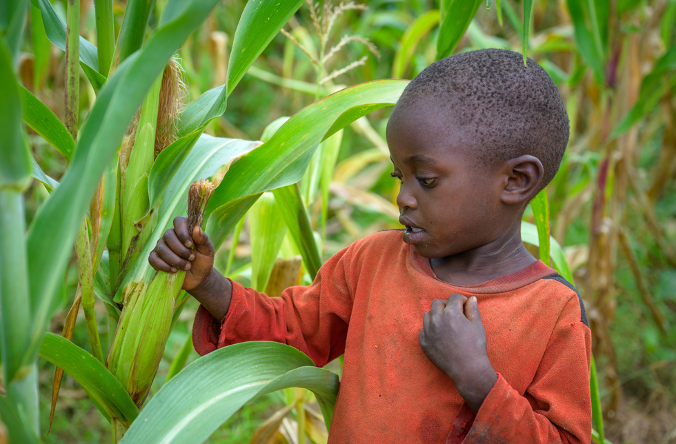 Ein kleiner Junge spielt mit einer Maispflanze in Sambia.