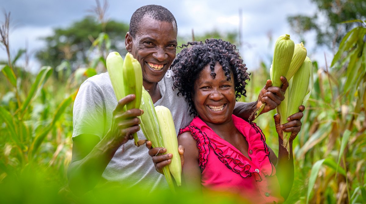Ein Ehepaar in Sambia steht mit frisch geernteten Maiskolben in ihrem Maisfeld.