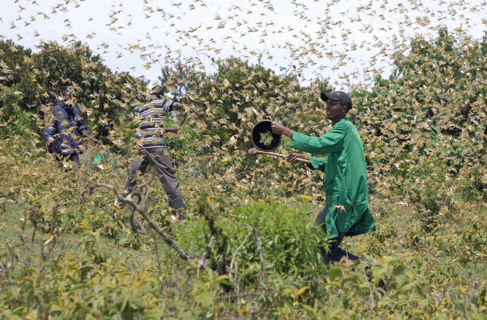 Kenia: Locusts / Heuschrecken fressen ganze Ernten weg. Bauern versuchen die Insekten zu vertreiben.