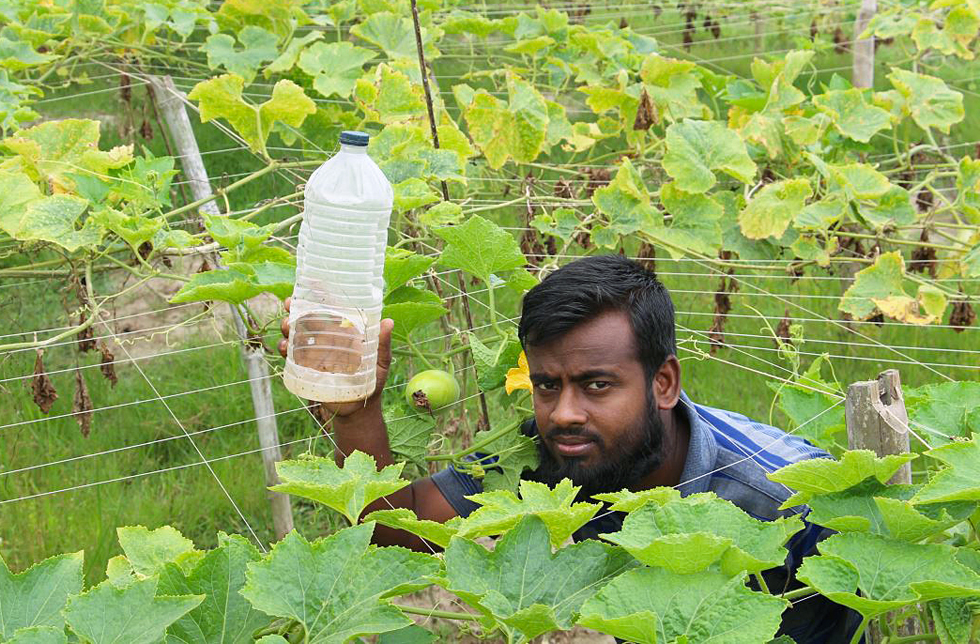 Bangladesch: Ein Mann hält eine PET-Flasche mit Loch, die als Falle für Insekten im Ackerbau dient.