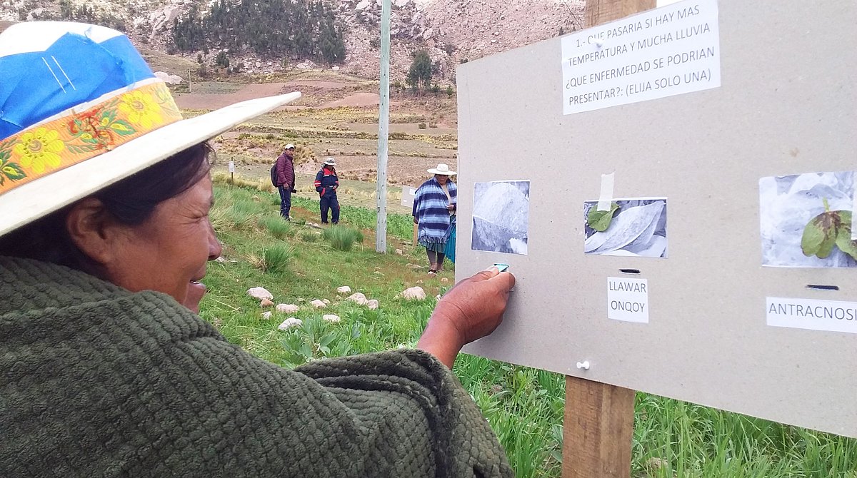 Eine Frau in Bolivien steckt auf einer Tafel ein Plättchen unter ein Bild mit einer Pflanzenkrankheit