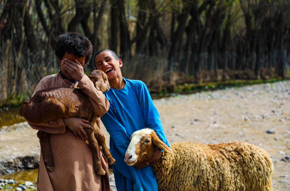 Afghanistan: zwei herzlich lachende Buben mit Schafen, der eine hält sich die Hand vor die Augen.