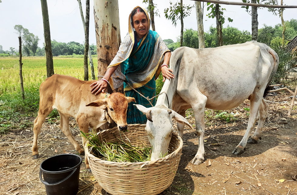Bangladesch: Frau mit einer Kuh und einem Kalb.