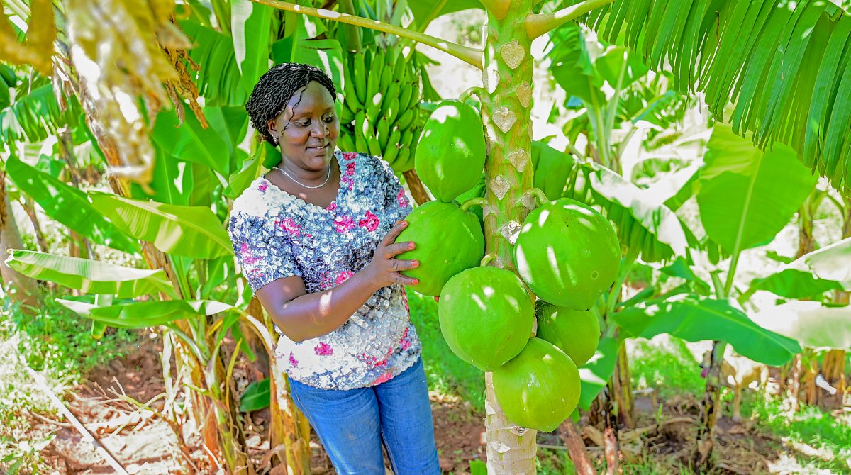 Kenia: die Bäuerin Nancy zeigt die grossen Papayafrüchte am Baum. Im Hindergrund sind Bananenpflanzen.