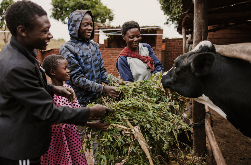 Malawi: Vier Personen einer Familie geben lächelnd einer Kuh Grass zu fressen.