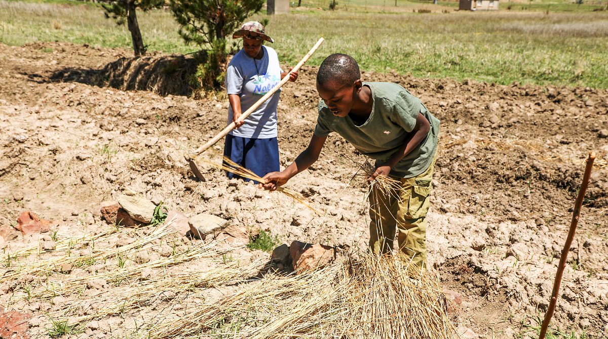 Lesotho: Zwei Personen bedecken ein Feld mit Heu, um es gegen Feuchtigkeitsverlust zu schützen.