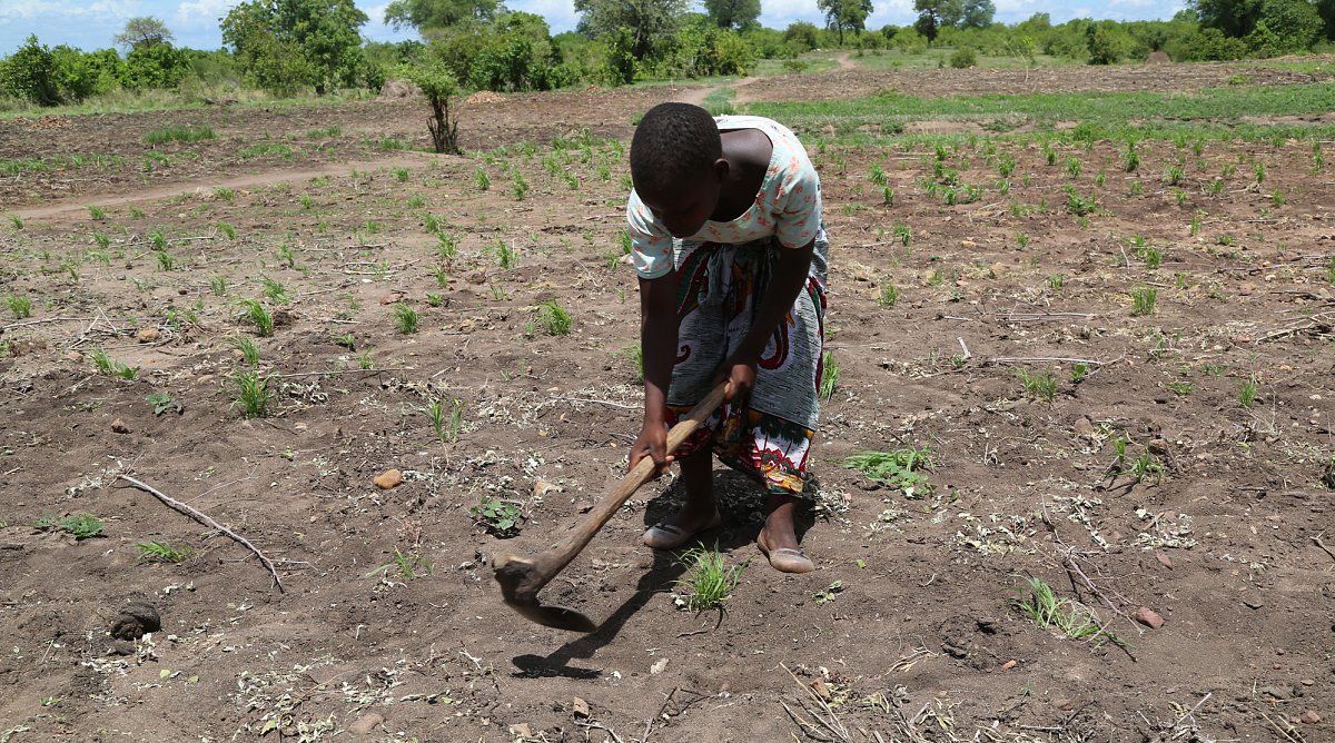 Missernte wegen El Niño in Malawi