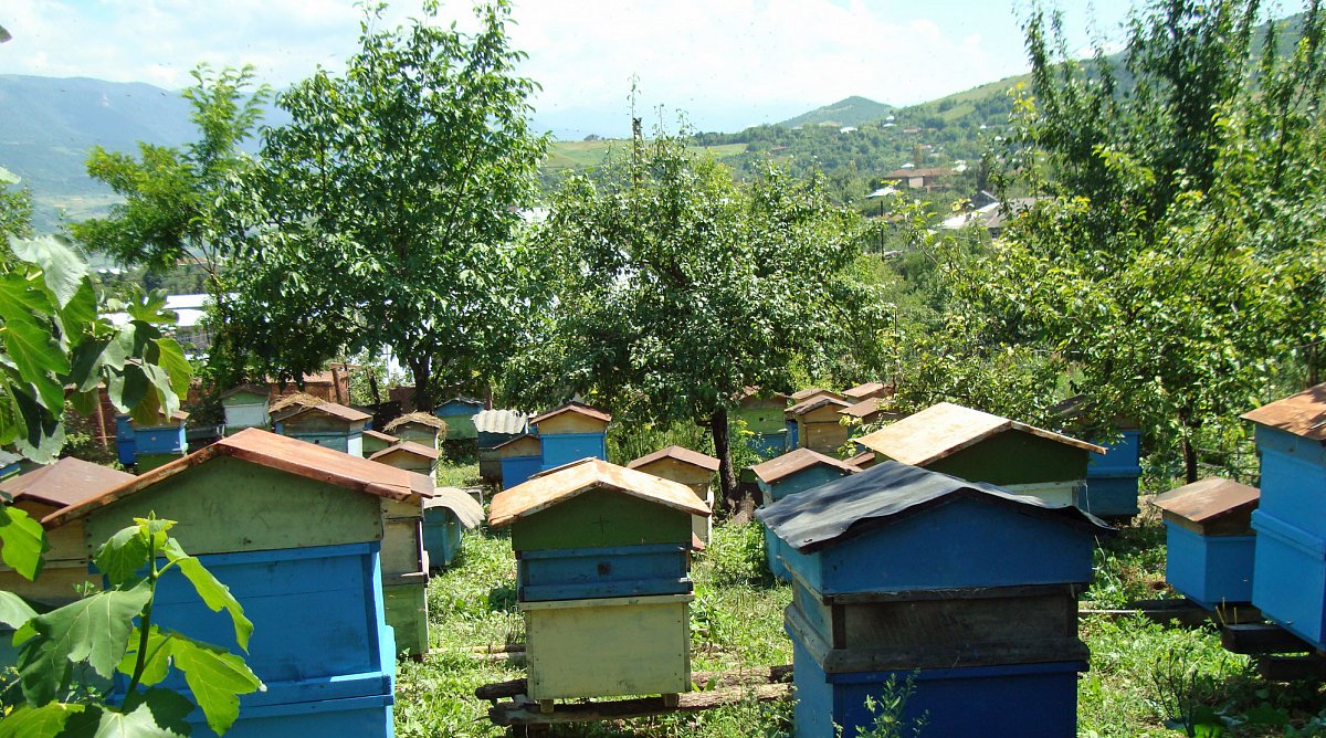Georgien: Eine hügelige Landschaft mit Obstbäumen und Bienenstöcken im Vordergrund