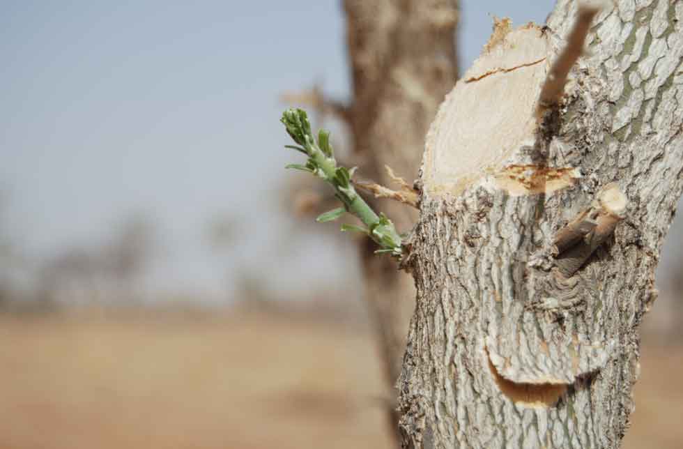 Niger: Ein Baumstumpf mit einem kleinen grünen Trieb in Nahaufnahme