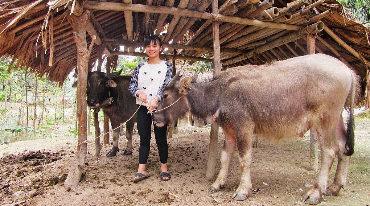 Ehemaliges Patenkind mit Kuh in Vietnam
