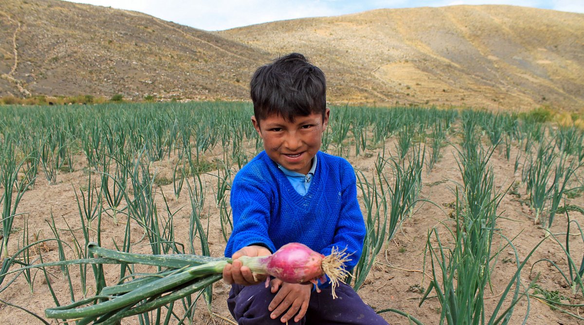 Knabe in Bolivien auf einem Zwiebel-Feld