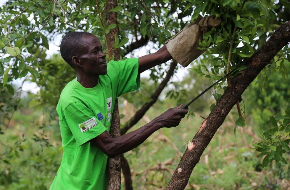 Kenia: Ein Mann schneidet mit einer Machete Äste von einem Baum.