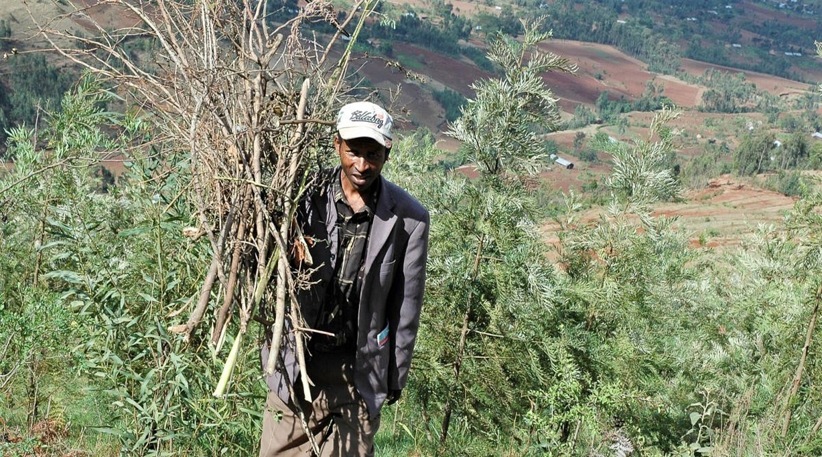 Ein Mann sammelt Feuerholz in Äthiopien.