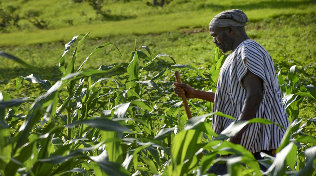 Ein Bauer wandert durch seine Maisfelder in Ghana.