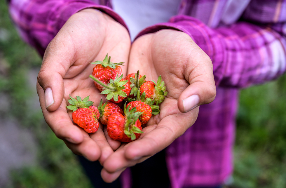 Honduras: Eine Handvoll Erdbeeren in den Händen eines Kindes.