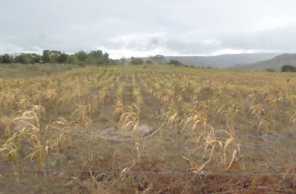 Nicaragua: Blick auf ein Feld mit vertrockneten Maispflanzen.