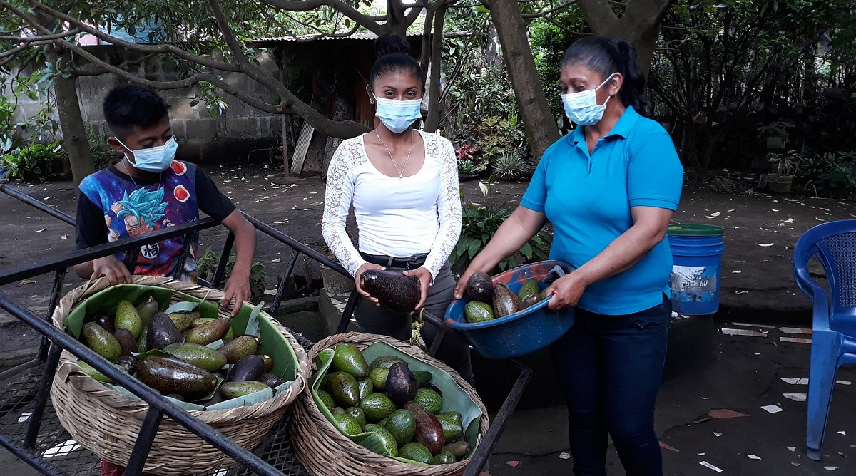Nicaragua: 3 Personen mit Körben voller Avocados.