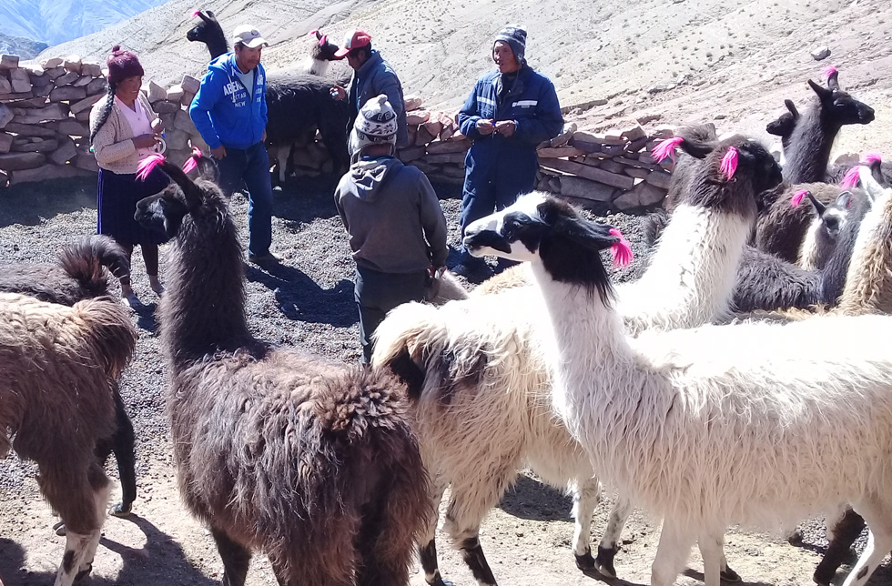 Bolivien: Lamas werden entwurmt.