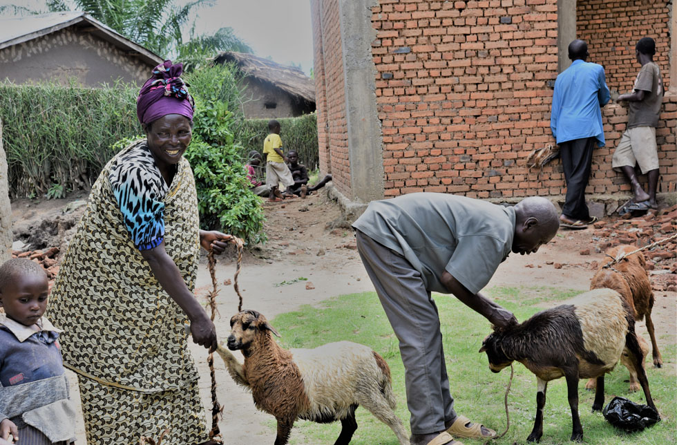  Demokratische Republik Kongo: Ein Mann und eine Frau mit Schafen.)