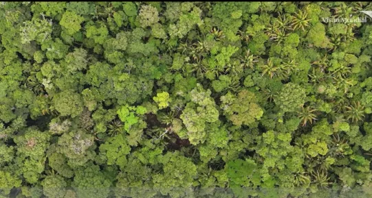 Wälder sind mehr als CO₂-Speicher