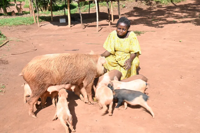 RDC : Médiatrice avec son cochon et ses nombreux porcelets